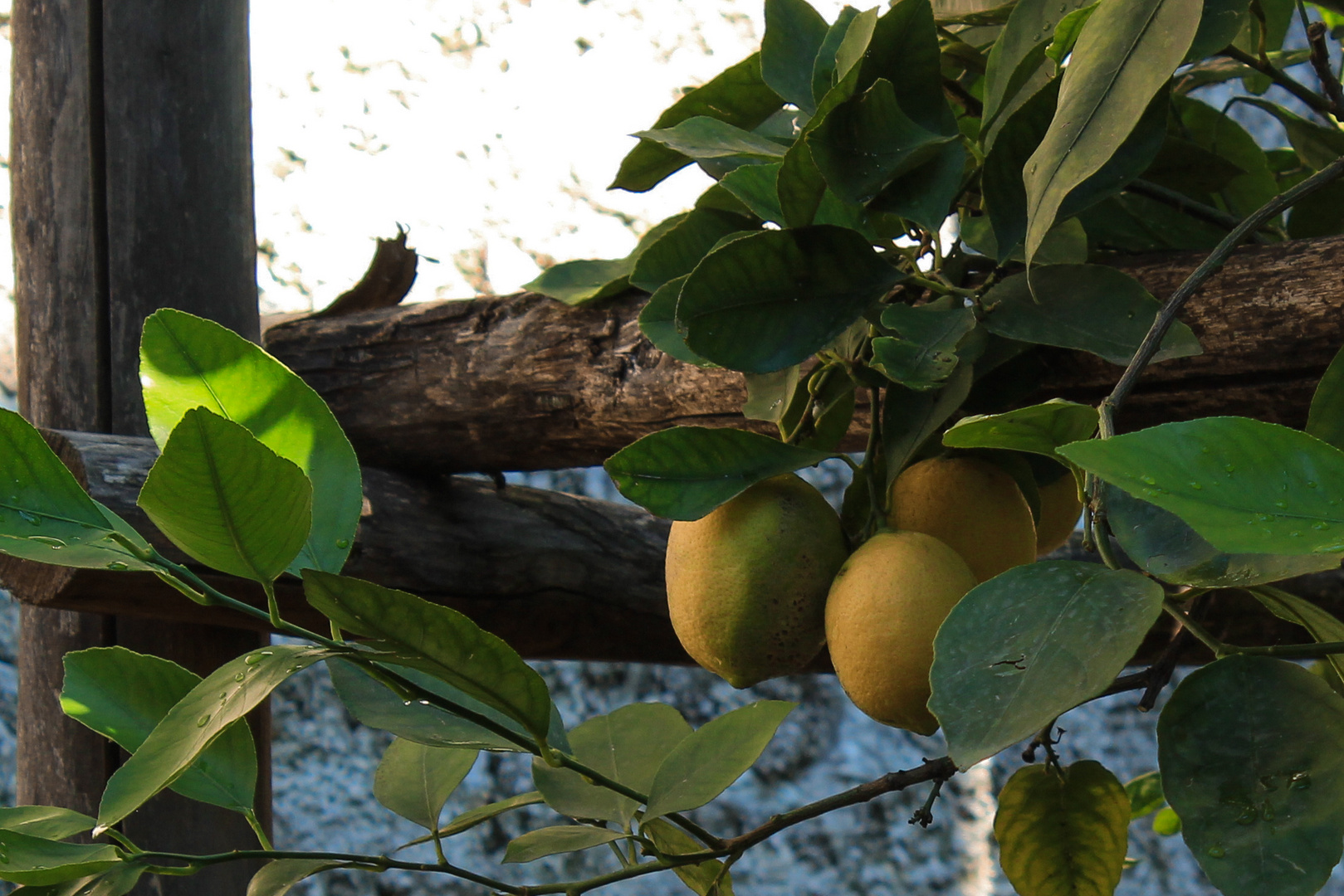 Limonen in Limone