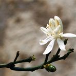 Limonenblüte