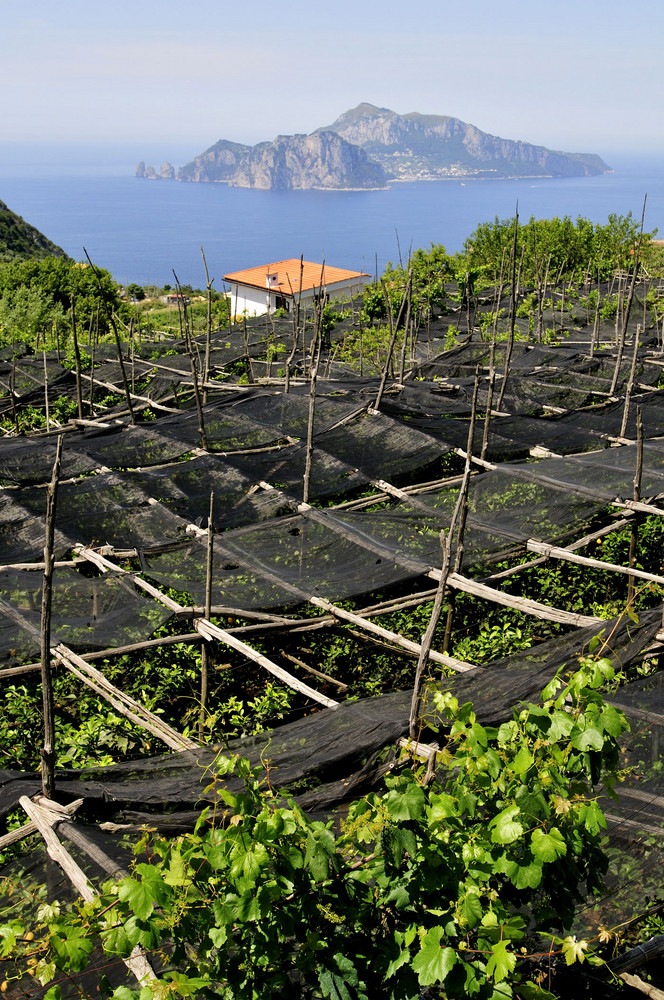 Limonenplantage auf der sorrentinischen Halbinsel mit Capri