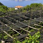 Limonenplantage auf der sorrentinischen Halbinsel mit Capri