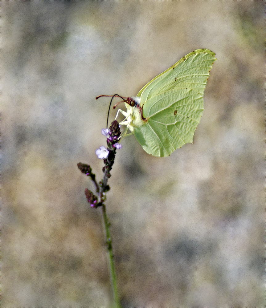 Limonera