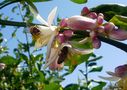 LIMONERO EN FLOR von MARISELA D