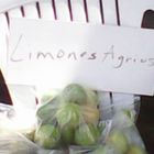 Limones agrios