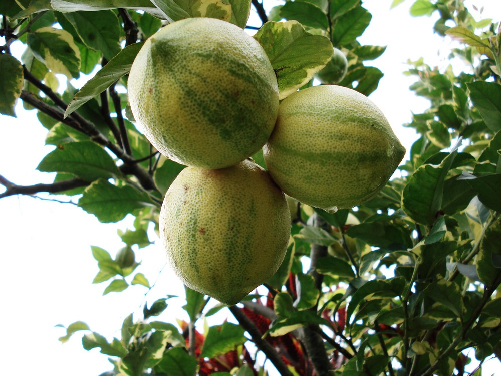 Limones de mi casa