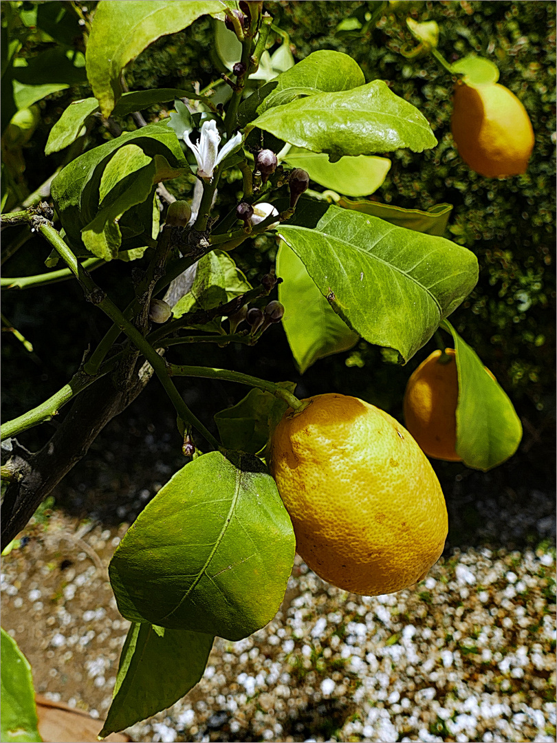  Limones  - Zitronen 