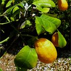  Limones  - Zitronen 