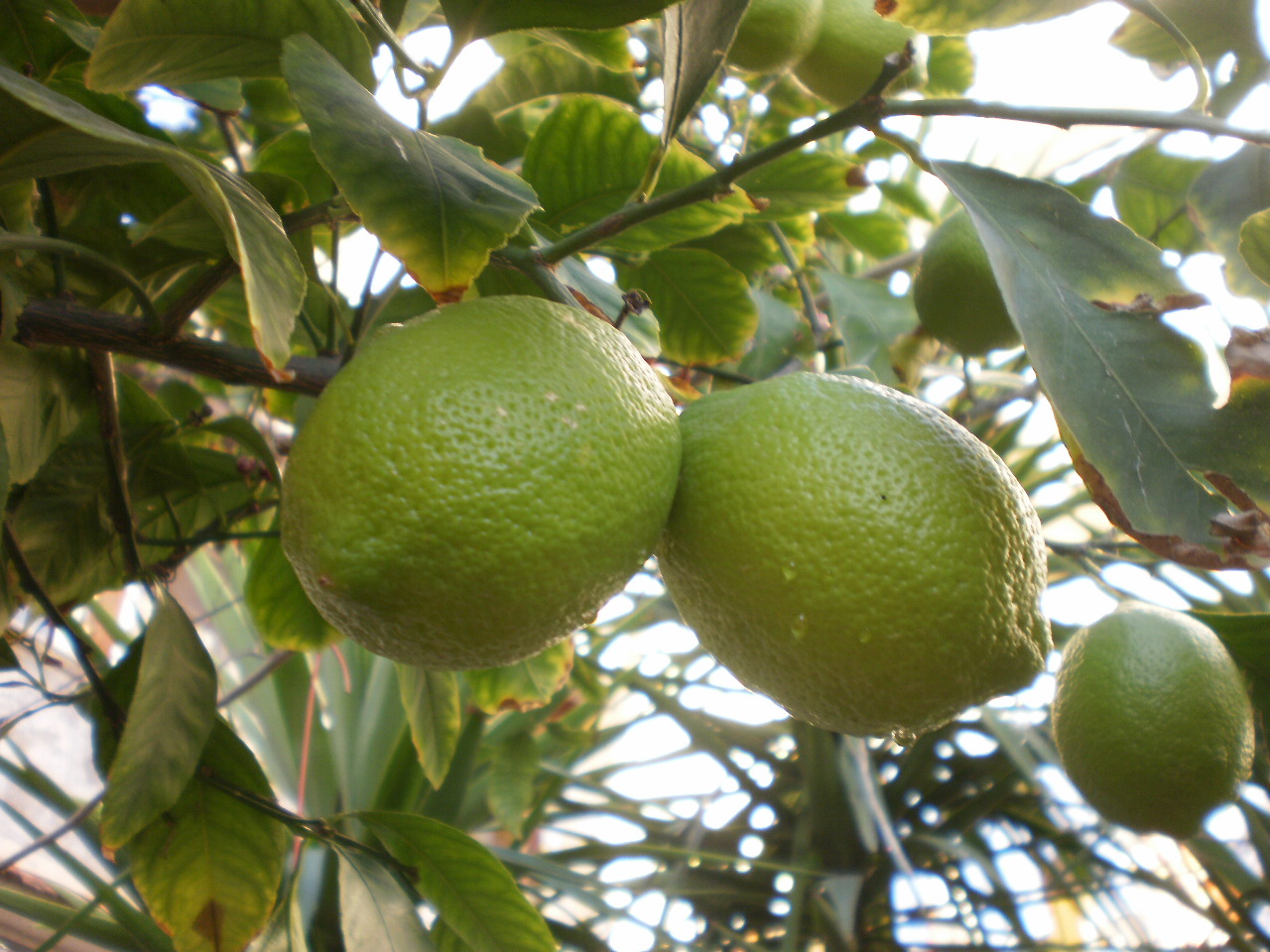 limoni