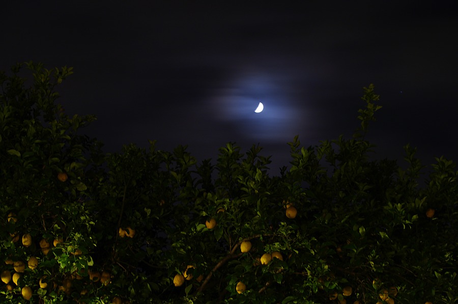 Limoni a lume di luna