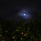 Limoni a lume di luna