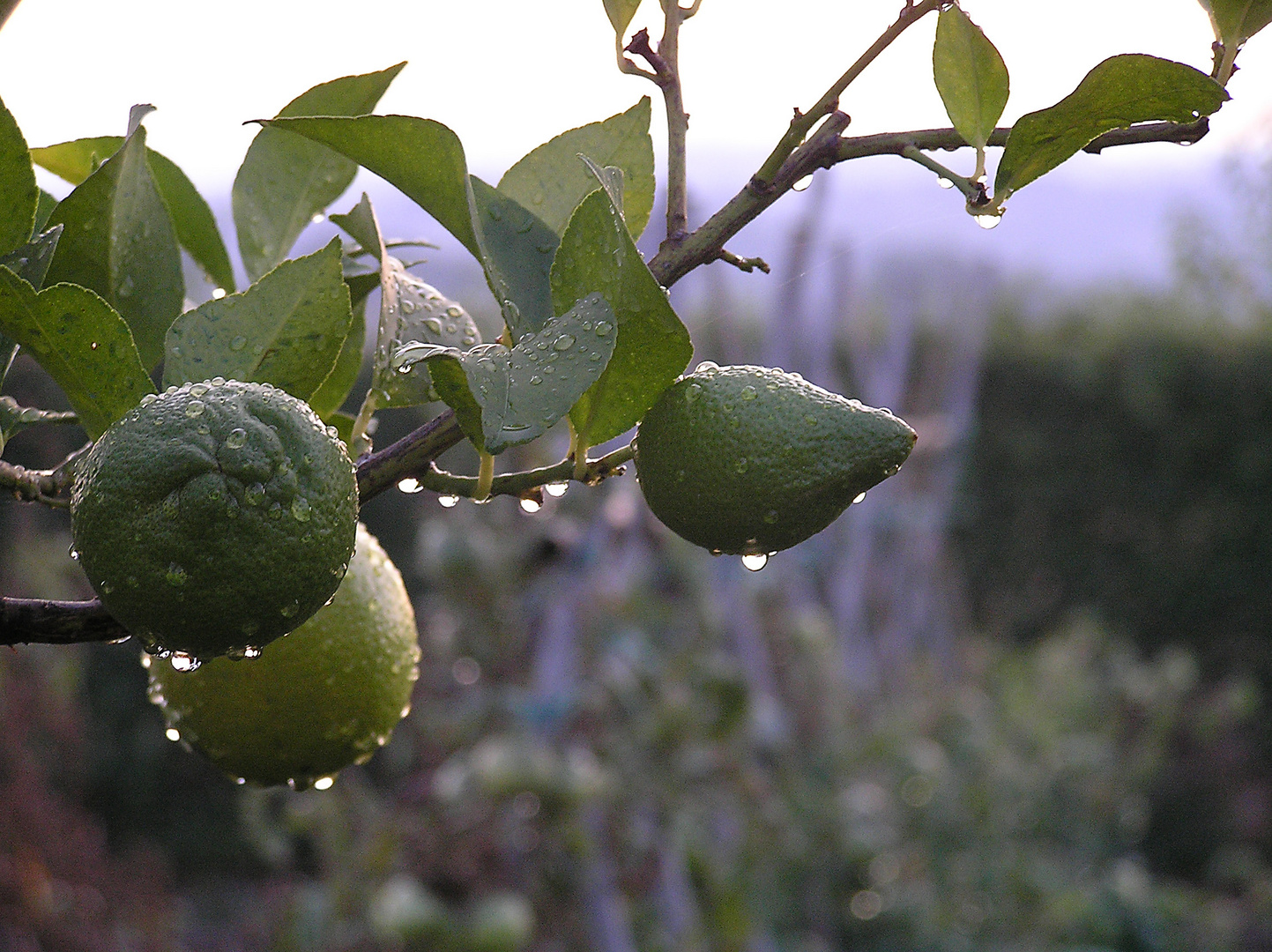 Limoni al tramonto