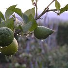 Limoni al tramonto