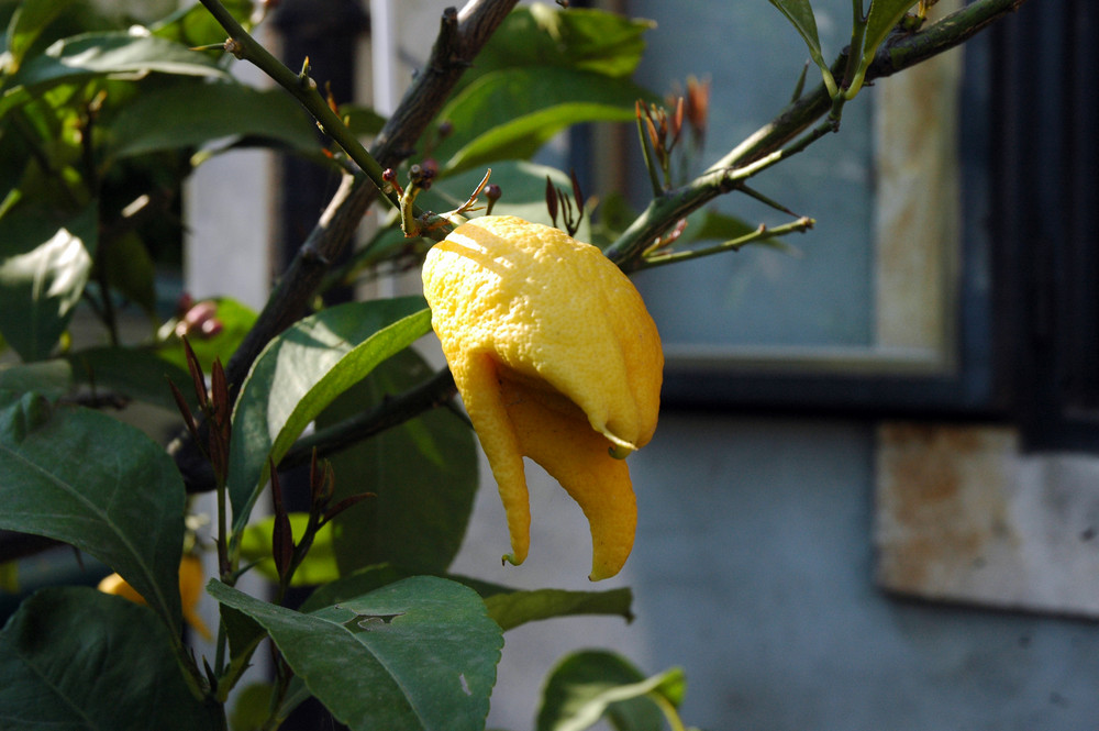 limoni annaffiati con acqua cosidetta potabile