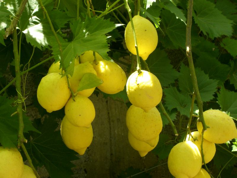 Limoni bio