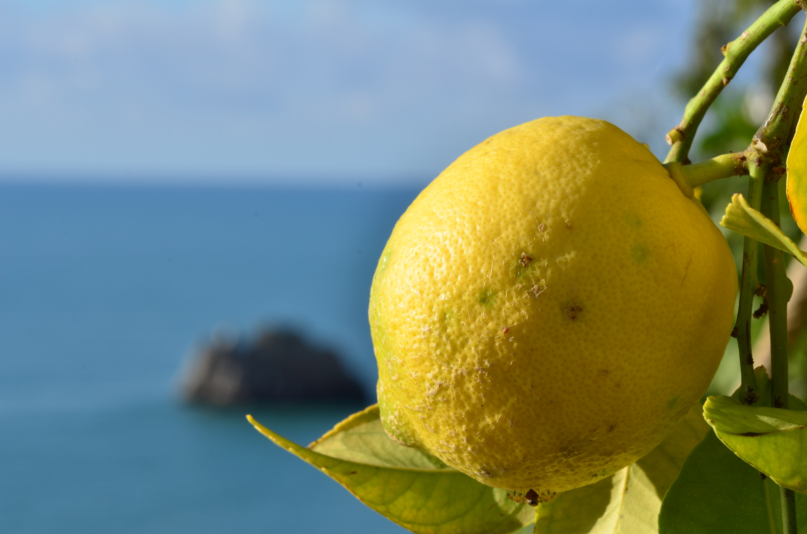 limoni di Amalfi