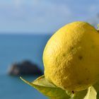 limoni di Amalfi