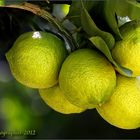 Limoni di Sicilia