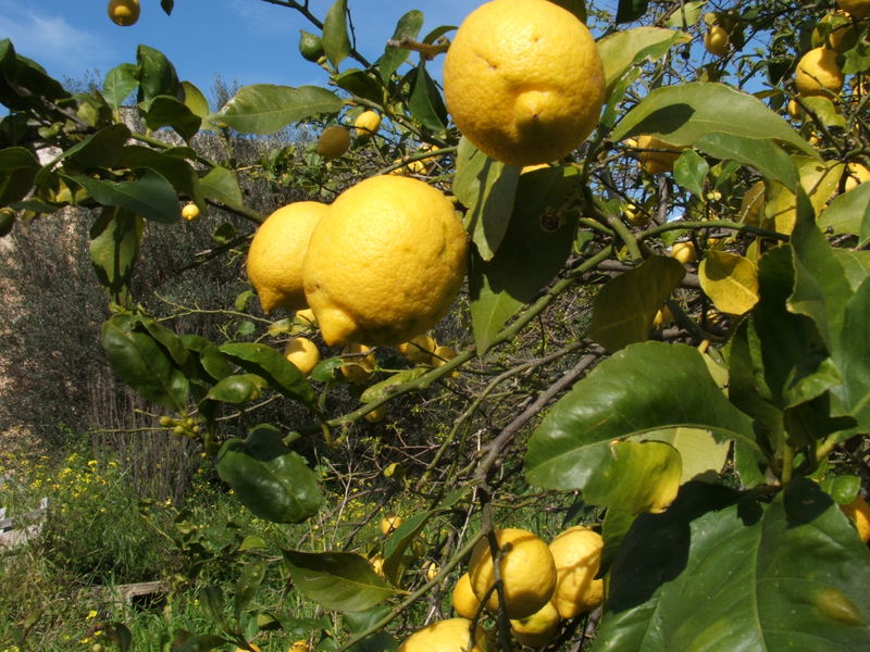 limoni di sicilia