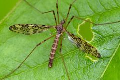 Limoniidae : Epiphragma ocellare (mâle)