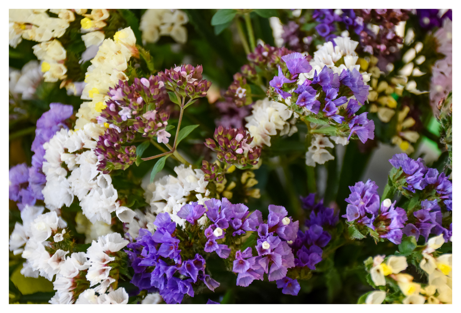 Limonium