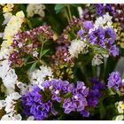 Limonium