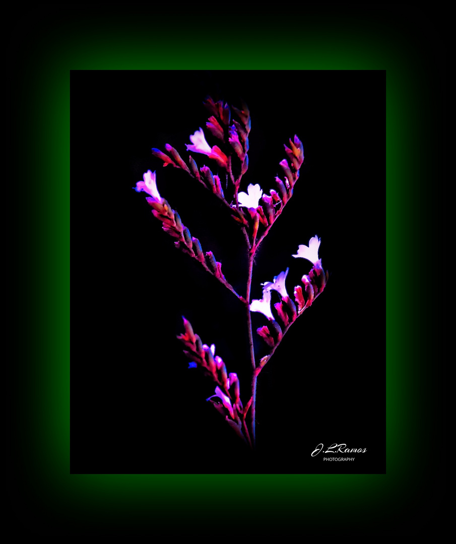 LIMONIUM DURIUSCULUM 2