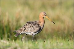 limosa limosa.......