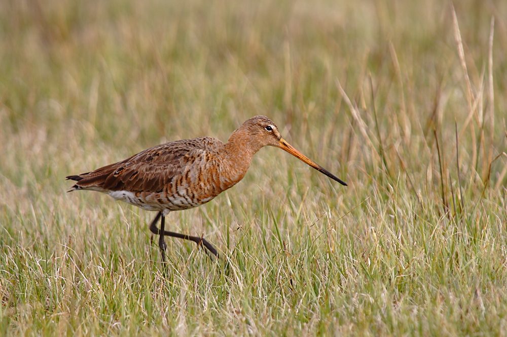 Limosa limosa