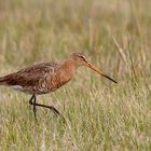 Limosa limosa