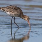 Limosa limosa.