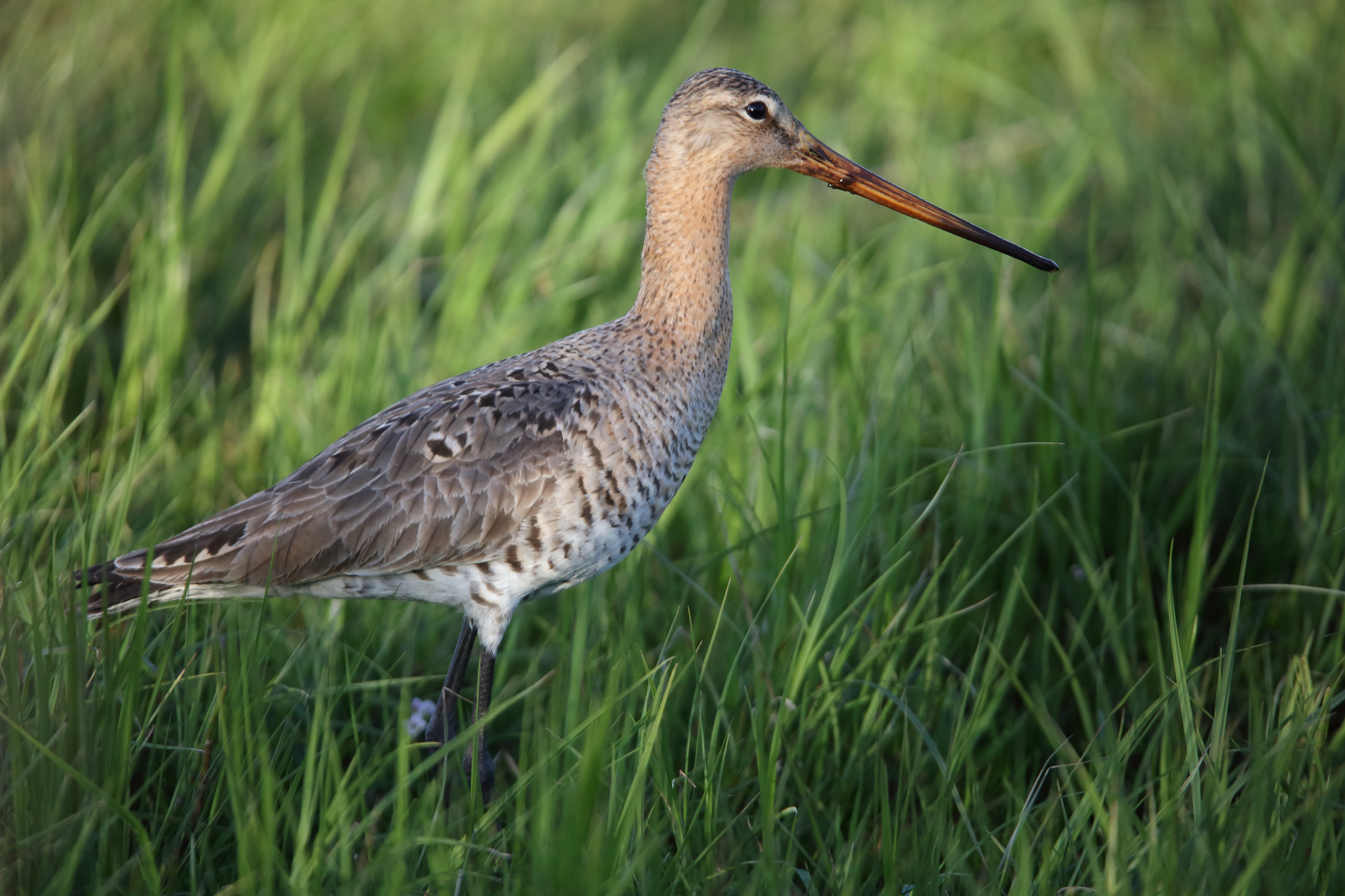 Limosa limosa 