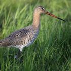 Limosa limosa 