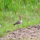 (Limosa limosa)