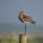 Limosa limosa.