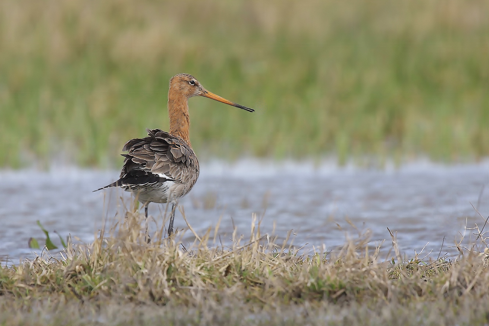 Limosa limosa