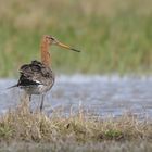 Limosa limosa