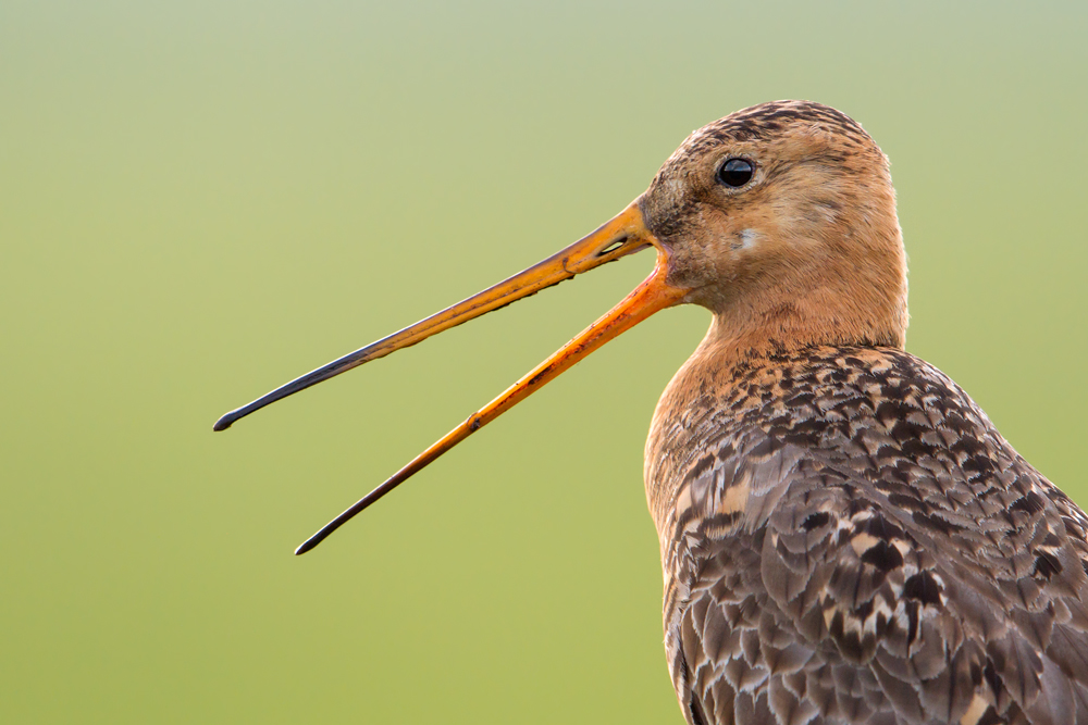 ~ Limosa limosa ~