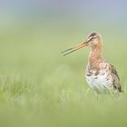 Limosa limosa