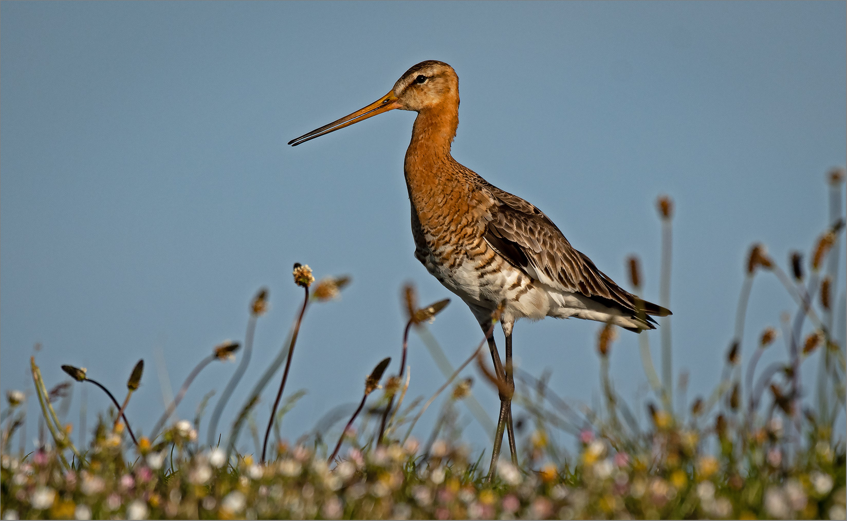 Limosa limosa   . . .