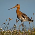 Limosa limosa   . . .