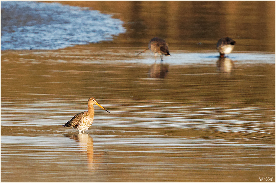 ~ Limosa limosa ~