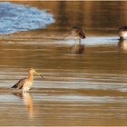 ~ Limosa limosa ~