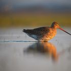 Limosa Limosa die Uferschnepfe im Wasser