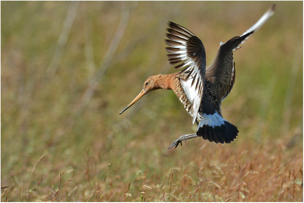 Limosa limosa - Uferschnepfe