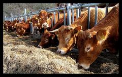 Limousin