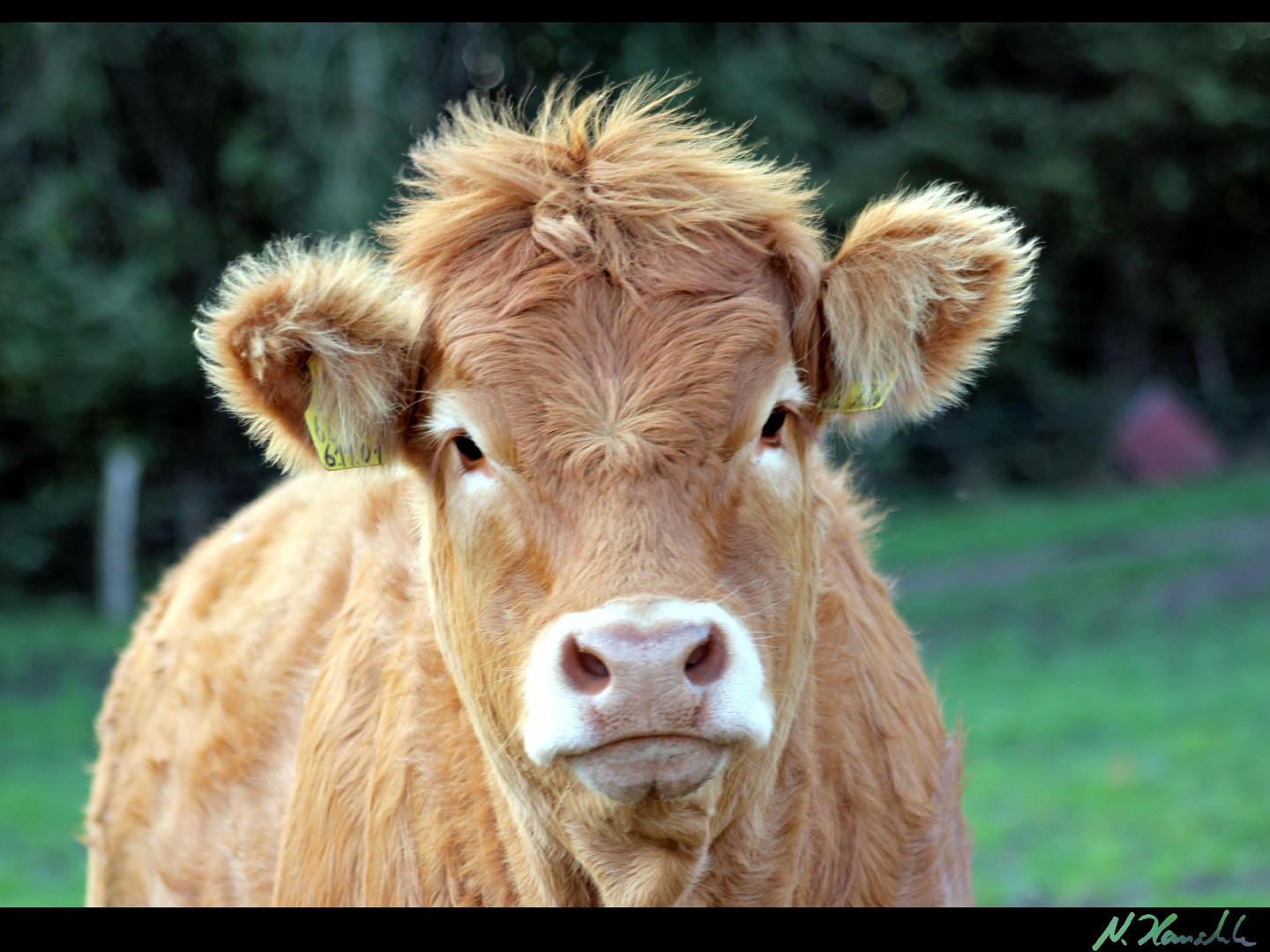 Limousin