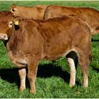 Limousin