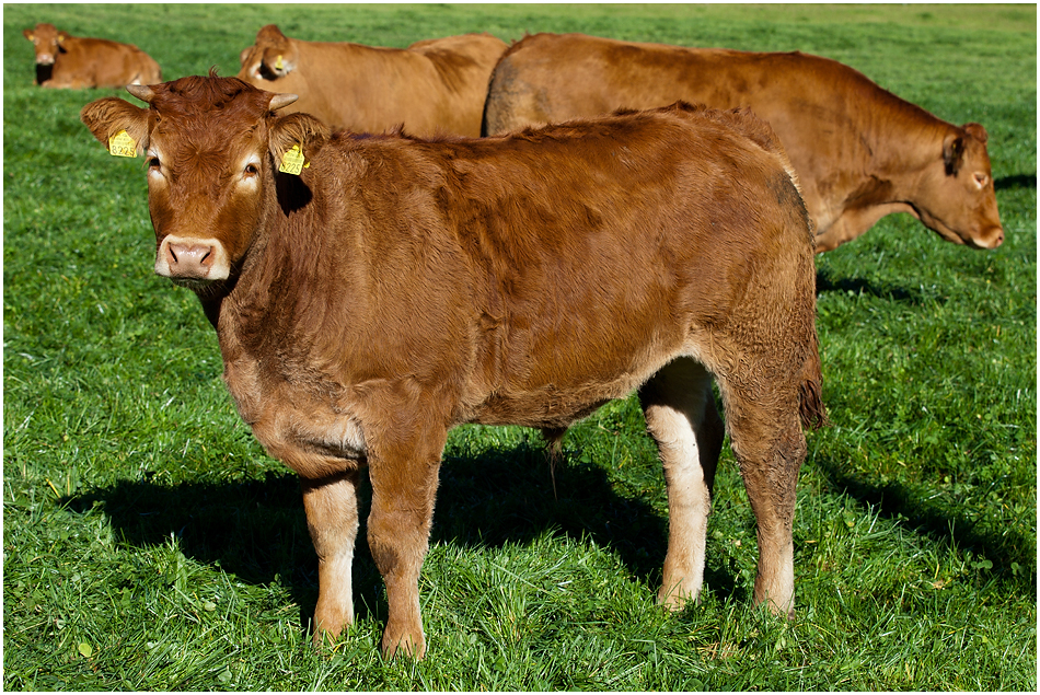 Limousin