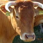 Limousin Rind