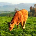 Limousin-Rind im Sonnenschein