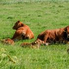 Limousin Rinder